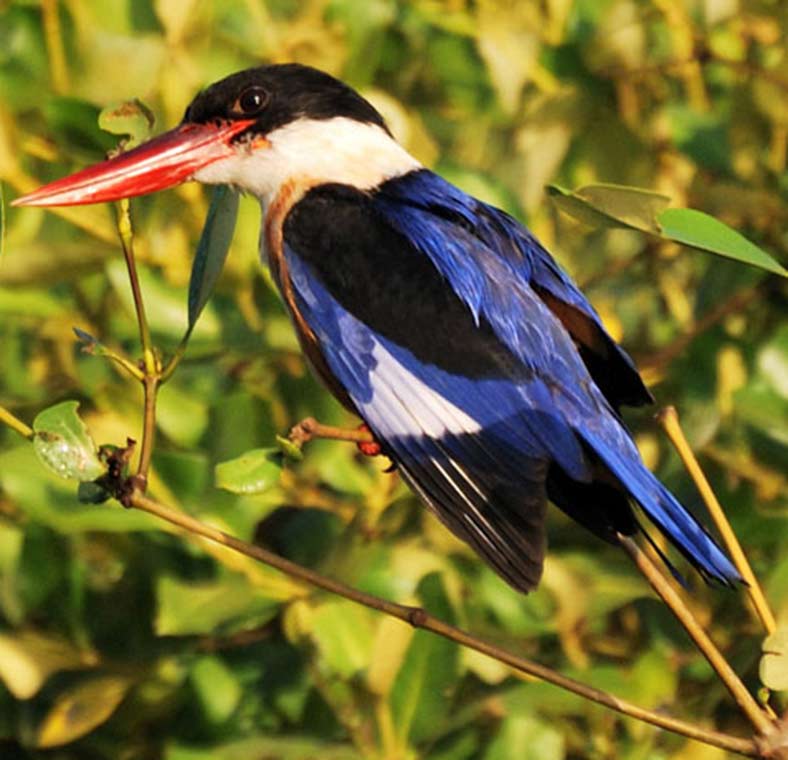 Wildlife watching in Goa