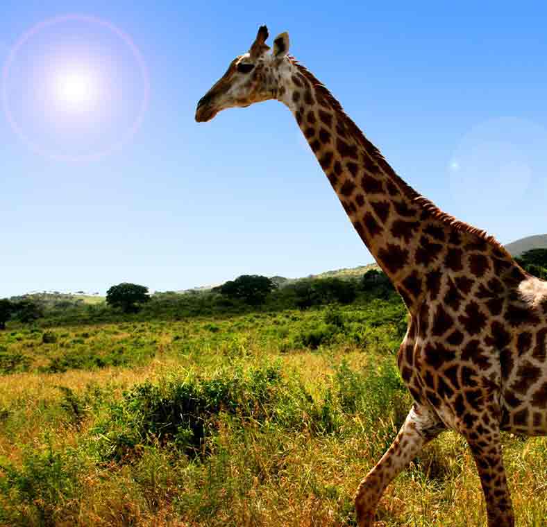 South Africa's top safaris