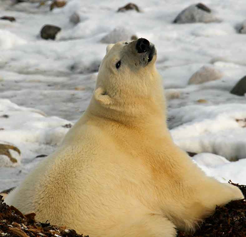Top things to do in Churchill