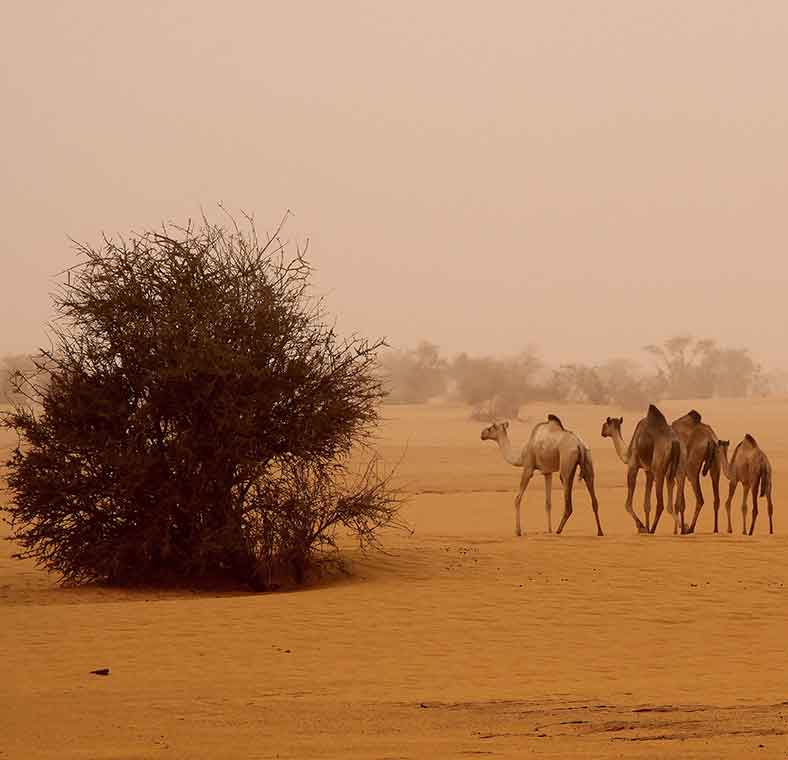 Top things to do in Sudan