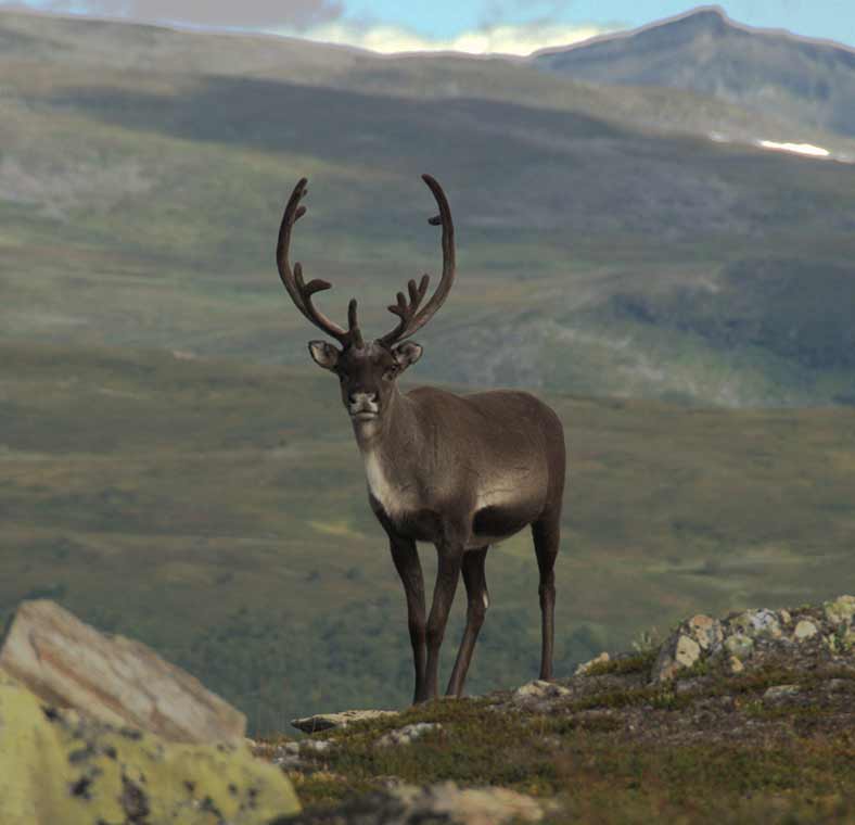 Top things to do in Sweden