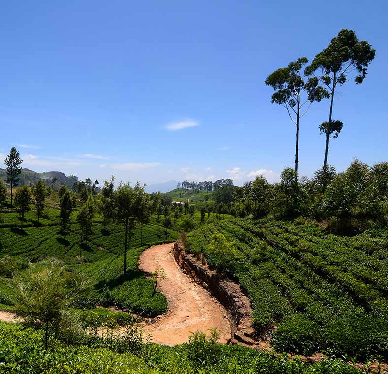 Tea in Sri Lanka
