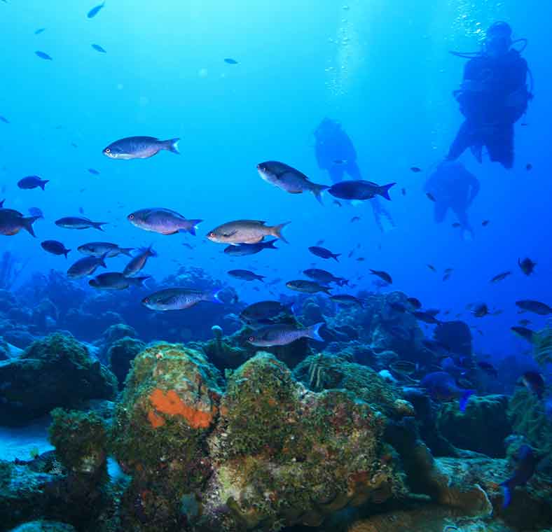 Best diving in the Caribbean