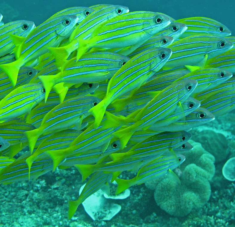 Diving and snorkelling in Indonesia