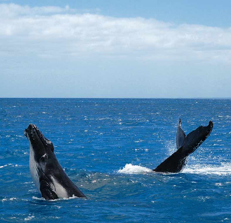 Top things to do in Queensland