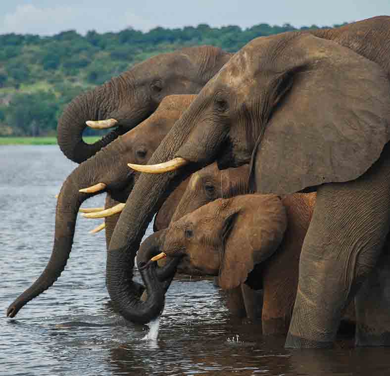 Top things to do in Botswana
