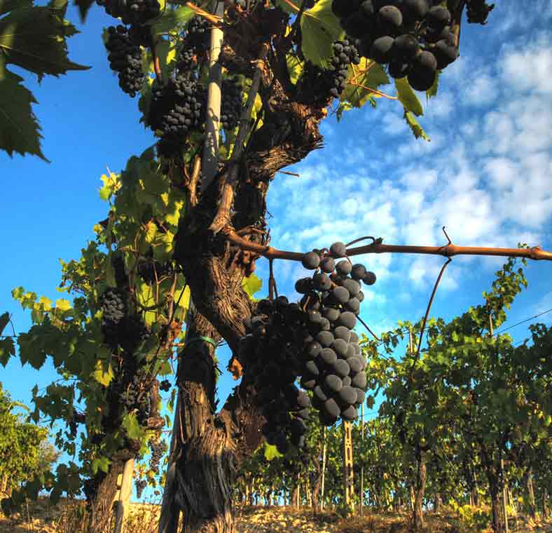 Top things to do in Tuscany