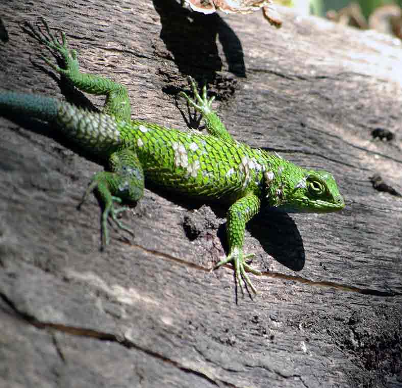 Top things to do in El Salvador