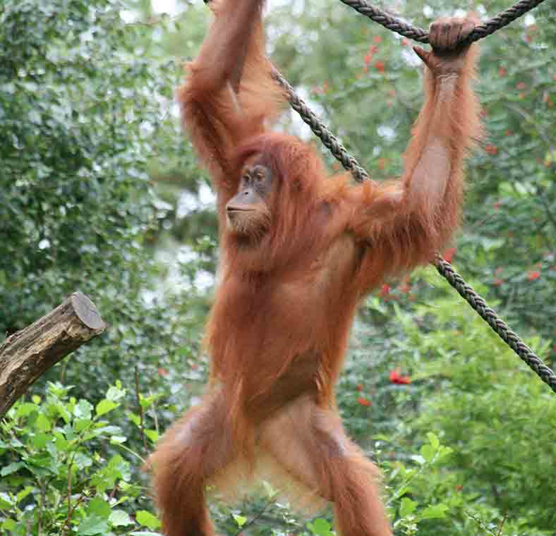 Top things to do in Sumatra