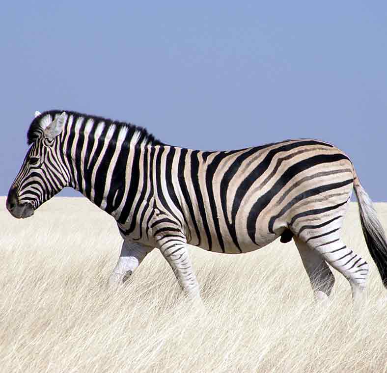 Safaris, wildlife & the outdoors in Namibia