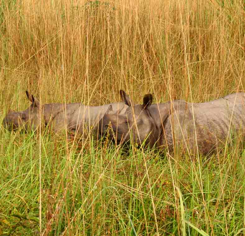 Rhinos and tigers in Chitwan National Park