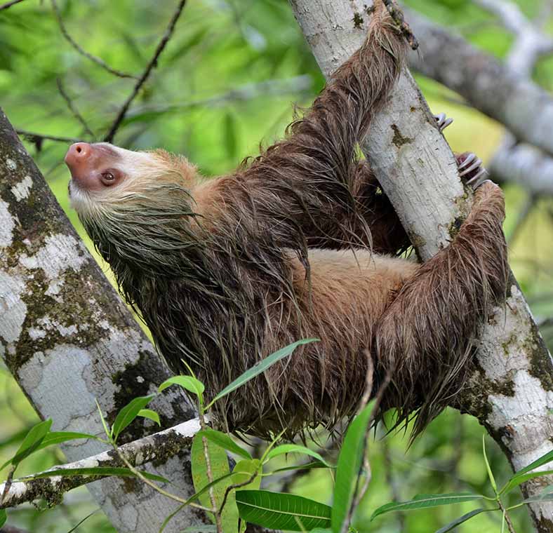Costa Rica's best bird and wildlife watching spots