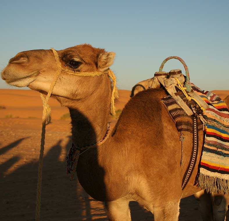 Top things to do in Tunisia