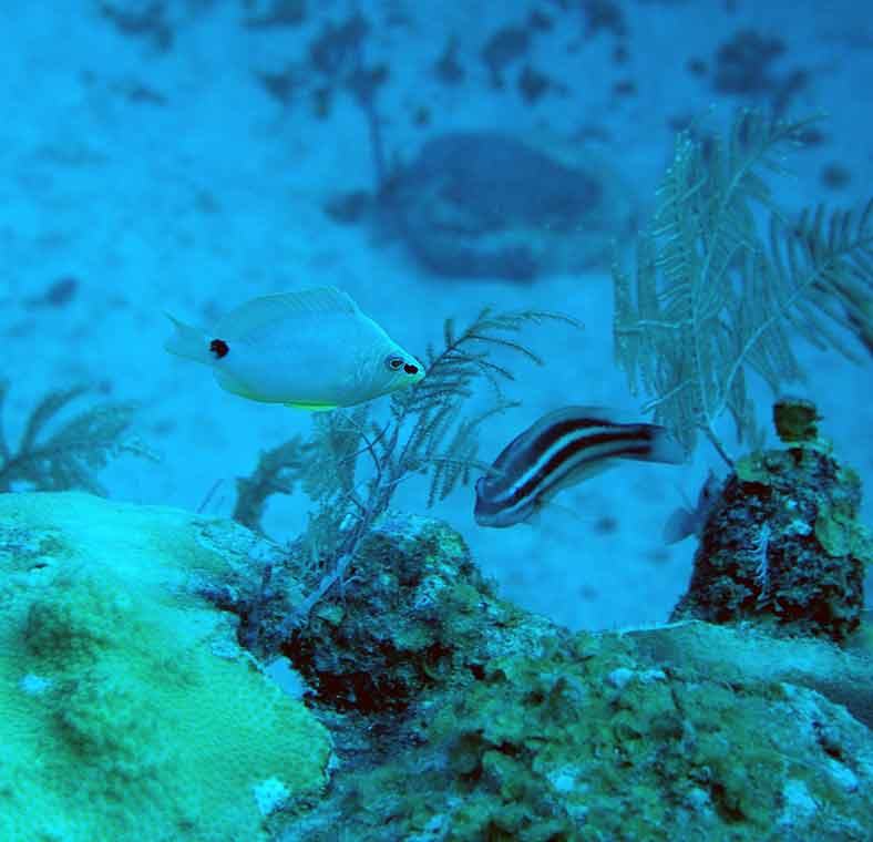 Diving and snorkelling in Puerto Rico