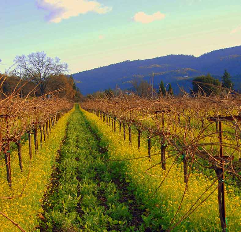 Napa and Sonoma Wine Country