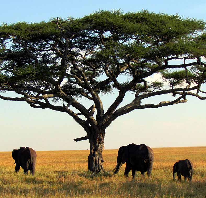 Top things to do in Africa