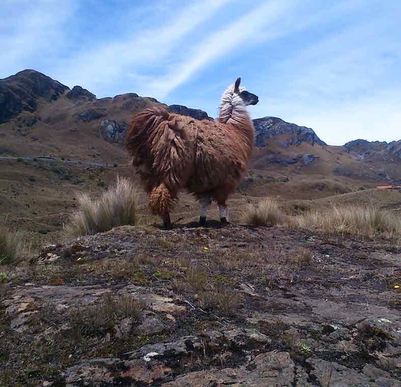 Top things to do in Cuenca
