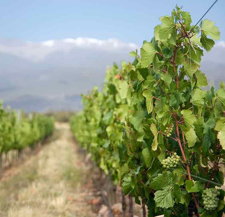 Wine-tasting in Argentina