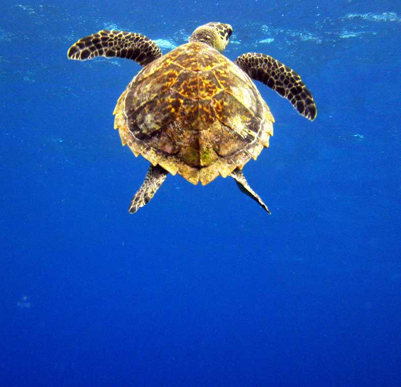 Top things to do in Isla Cozumel