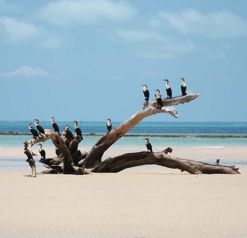 Top things to do in Mozambique