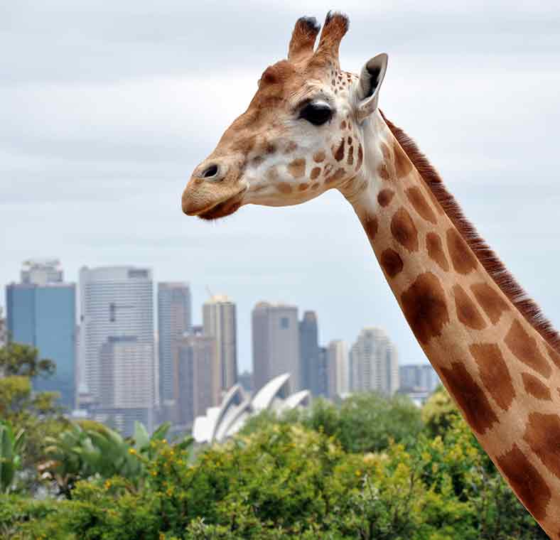 Sydney Harbour by ferry
