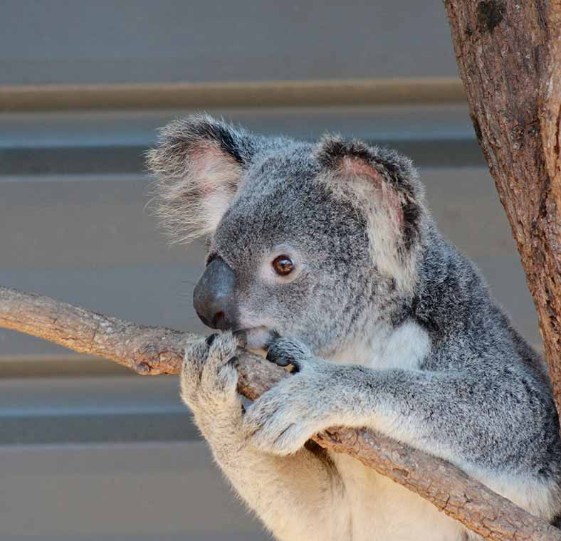 Top things to do in Brisbane
