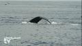 Lonely Planet author Ray Bartlett goes Whale watching off the coastline of Cape Cod - and enjoys one of his closest encounters in over 60 tours. (2009)