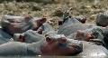 Hippo Beach: Baby Hippos