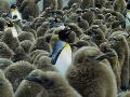 Life in the Freezer: King Penguins