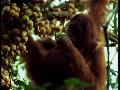 Fire Islands: Orangutans