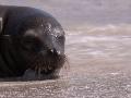Galápagos: Sea Lions