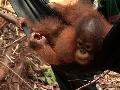 Orangutan Diary: Important Lessons