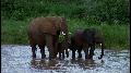Elephants of the Samburu: The Crossing