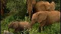 Elephants of the Samburu: The Elephant Calf