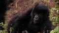 Gorillas Revisited: The Journey Back