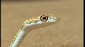Wild Africa: Sand snake