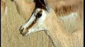 Wild Africa: Springboks