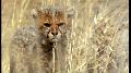 Wild Africa: Cheetah