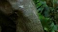 Jungle: Elephants