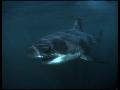 Great White Shark: The True Story of Jaws
