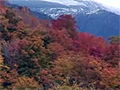 Seasonal natural delights, New England