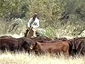 Outback cattle, Northern Territory