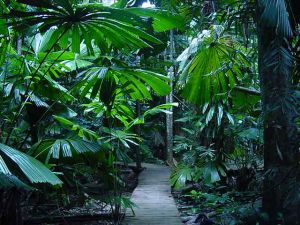 RAINFOREST BOARDWALK