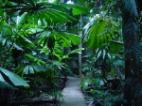 RAINFOREST BOARDWALK