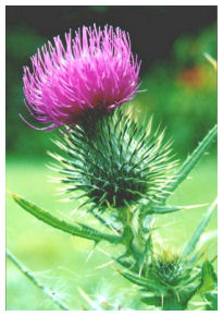 A Scottish Welcome