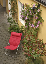 Summer Clematis