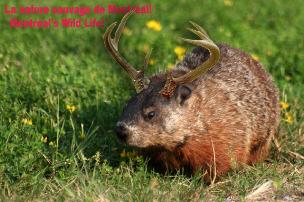 OUR WILD LIFE!!! Careful don't feed the beast!!