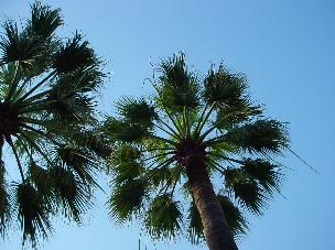 our trees