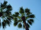 our trees