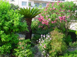 The garden